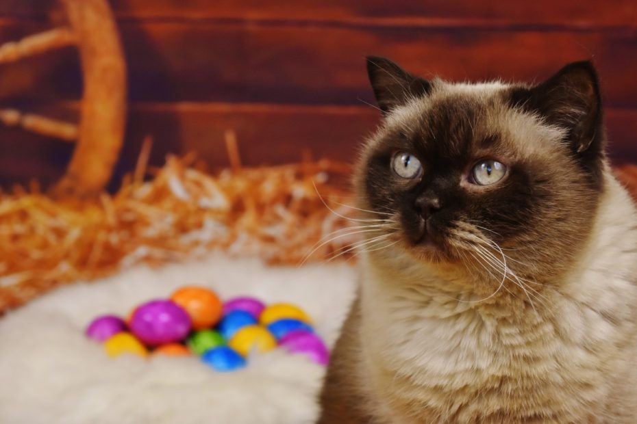 Make Sure Your Pets Have an Egg-stra Special Chocolate-free Easter!