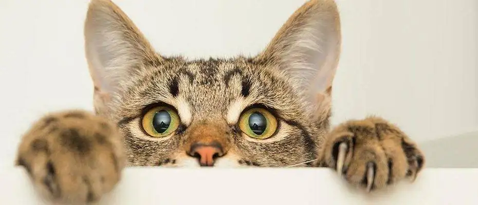 Top Tips for Socializing Your New Pet