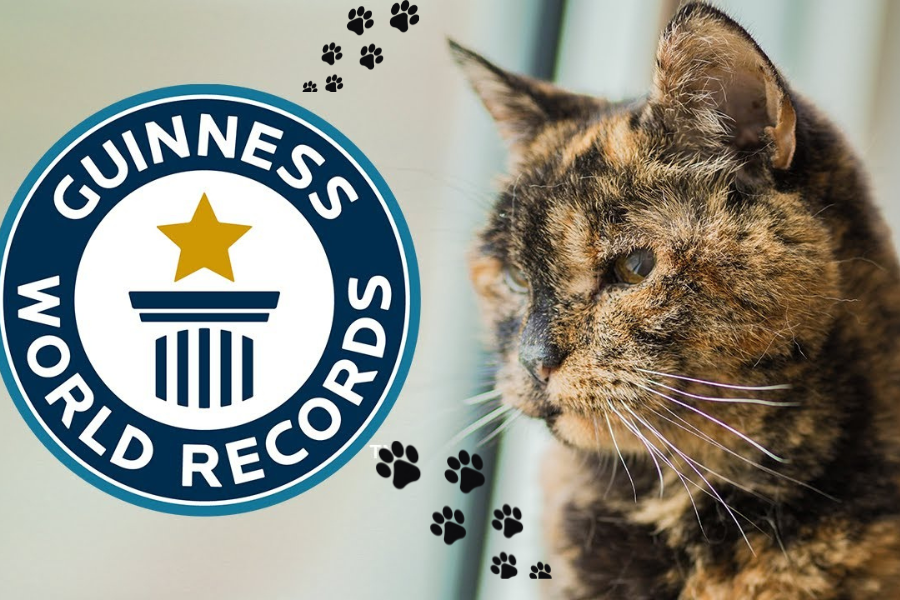 Flossie is a British domestic cat recognized by Guinness World Records as the oldest living cat
