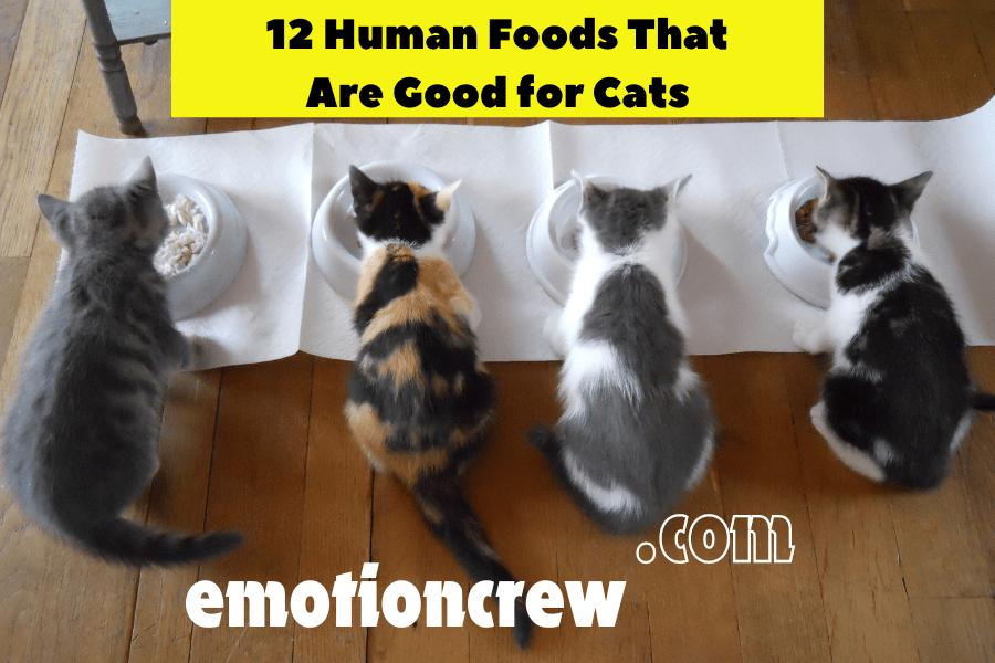 12 Human Foods That Are Good for Cats