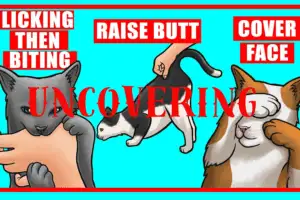 9 Strange Cat Behaviors